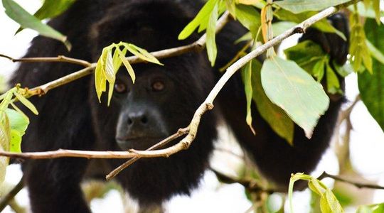 Altun Ha Temple & Howler Monkey Sanctuary