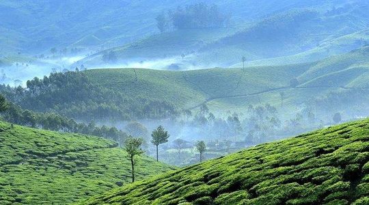 Private Day Trip to Munnar from Kochi (Cochin)
