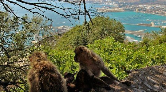 Gibraltar and Mijas Tour from Málaga full assistance