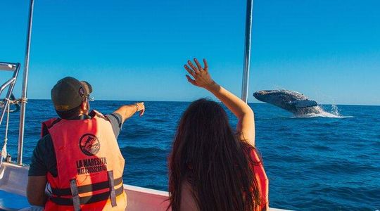 Whale Watching Tour in Cabo San Lucas with Guide