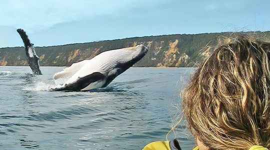 Noosa: Epic Whale Watching On Ocean Kayaks & Beach 4X4 Tour