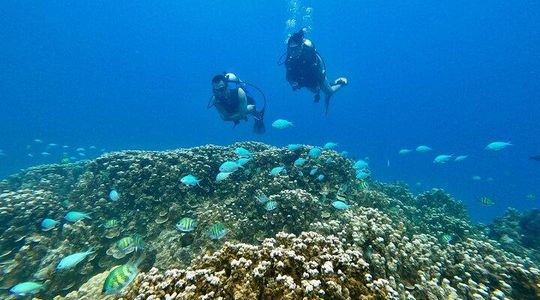 Experience Scuba Diving - No Certification Needed!