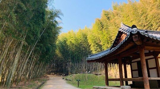 Damyang Bamboo Forest & Traditional Food Tour (Private)