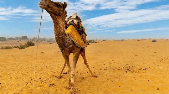 Private Full Day Jaisalmer City Tour (All-Inclusive)
