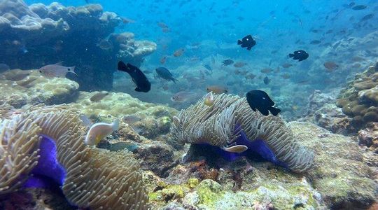 Snorkeling Adventure with Guide
