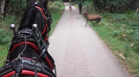 Killarney National Park Tour