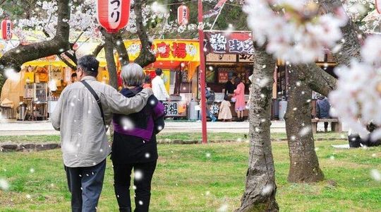 Private and Unique Fukuoka Cherry Blossom Sakura Experience