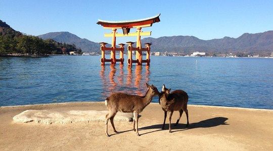 Miyajima full day tour