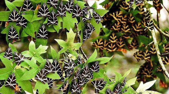 Discover Rhodes: Filerimos, Butterflies, Kameiros, Prof guide