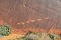 Guided Horseshoe Bend Petroglyph Kayak Tour
