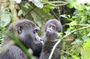 1 Day Gorilla Trekking in Rwanda Encounter Mountain Gorillas