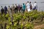 Tour of a Vineyard, Winery & Cellar with Wine Tasting in Vouvray, Loire Valley