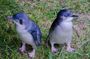 Otago Peninsula Scenery & Little Blue Penguins Evening Tour