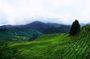 Cameron Highland Day-Trip from Kuala Lumpur