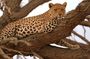 Full Day Moremi Safari Tour from Maun