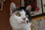 Local Train with Cat Stationmaster and Wakayama Highlights