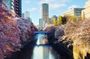 Licensed Guide Tokyo Meguro Cherry Blossom Walking Tour