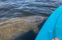 2.5 Hour Kayaking with Manatee and History Tour in Tarpon Springs