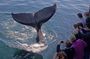 Whale Watching Trips to Stellwagen Bank Marine Sanctuary. Guaranteed sightings!