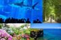Okinawa HIP-HOP BUS B - 2 Course Tour (Okinawa Churaumi Aquarium)