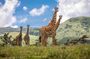 Full Day Excursion to Arusha National Park