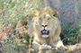 Best 5 Days Tanzania Private Luxury Safari with luxury Lodges