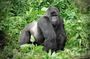 3 Days Gorilla Trekking Safari to Bwindi Impenetrable NP Uganda