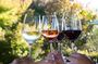 Private Day trip from Belgrade: Serbian Wine Story