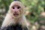 Crazy Clem Sloths, Monkeys & Island Adventure With a local guide