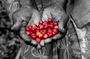 Rwandan Coffee Experience