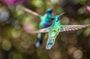 Avistamiento de colibríes - Observatorio de colibríes
