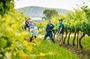 Hunter Valley Wine Tasting Tour from Sydney