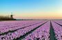 From Amsterdam: The Early Flower Tour, full day with Lunch