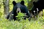 Private Boutique Blue Ridge Parkway Full Day Tour