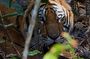Bardia Tiger Tracking & Wildlife Safari – 4 Nights 5 Days
