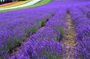 Hokkaido Furano Lavender Farm and Blue Pond Day Trip from Sapporo