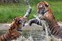 Bardia National Park Tour