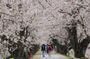 Kyoto Sakura Festival and Uji Matcha Experience 1 Day Bus Tour