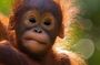 Orangutan Tour Tanjung Puting 2Nights