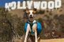 Hollywood Sign Express Tour with Comedians and Their Dogs