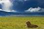 Ngorongoro Crater Day Trip