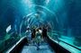 AquaRio Small Group Guided Tour with entrance and transfer