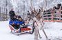 Arctic Combo, Huskies & Reindeer - Rovaniemi