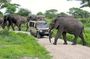 Discover Our Best Guide for 1-Day Serengeti Safari from Mwanza