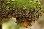The Valley of Butterflies and Halki Day Tour