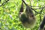 Sloth Tour in La Fortuna Private Guide