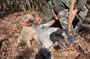 Truffle Hunting & Tasting in San Miniato Tuscany with Dogs
