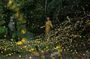 Ishigaki Sunset Limited Time Yaeyama Firefly Viewing Tour