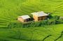 Sapa Half-Day Trekking: Stunning Rice Terraces & Local Village
