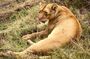 5-Day Private Safari in The Serengeti with Accommodation